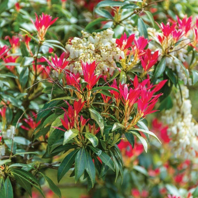 Pieris Forest Flame in 2 Litre Pot - 40-50cm In Height - Ready To Plant Pieris - 5
