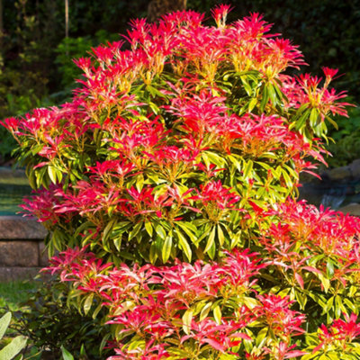 Pieris japonica Mountain Fire Evergreen Flowering Garden Shrubs Potted ...