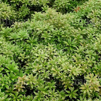 Pieris Little Heath Garden Plant - Compact Evergreen, Variegated ...