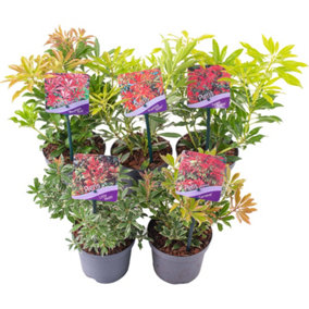 Pieris Mix 5 Plants (15-25cm Height Including Pot) Garden Plants - Variegated Foliage and White Blooms