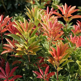 Pieris Mountain Fire Garden Plant - Fiery Red New Growth, Compact Size, Hardy (15-30cm Height Including Pot)