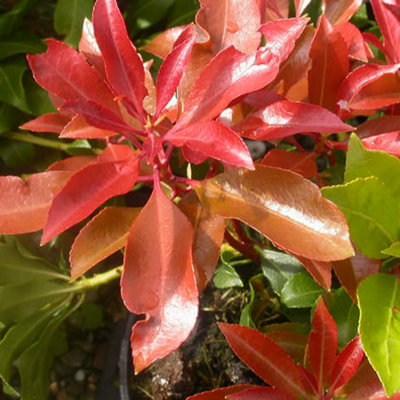 Pieris Mountain Fire Garden Plant - Fiery Red New Growth, Compact Size, Hardy (15-30cm Height Including Pot)