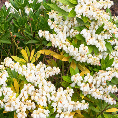 Pieris Prelude Evergreen Shrub - Graceful White Flowers, Dark Green ...