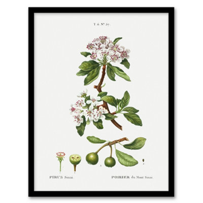 Pierre Joseph Redoute Framed Wall Art Print Almond Leaved Pear Tree ...
