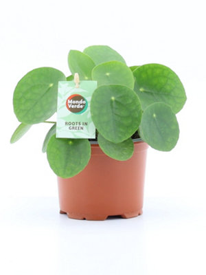 Pilea Peperomioides, 12cm Pot Size, 20cm Tall, Chinese money plant, Indoor Houseplant