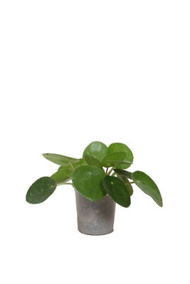 Pilea Peperomioides, 6cm Pot Size, 15cm Tall, Chinese Money Plant, Indoor Houseplant