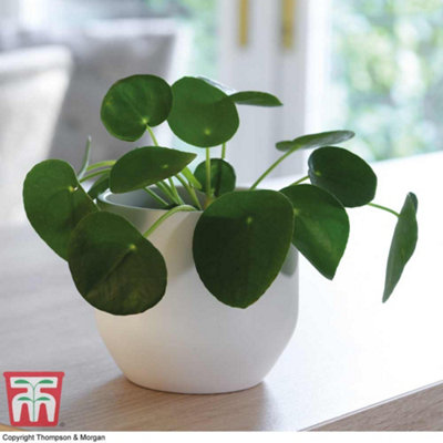 Pilea Peperomioides - Chinese Money Houseplant x 1 (11cm Pot)