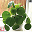 Pilea Peperomioides - Chinese Money Houseplant x 1 (11cm Pot)