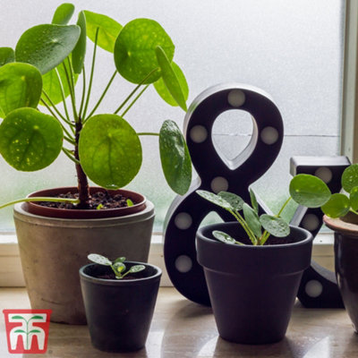 Pilea Peperomioides - Chinese Money Houseplant x 2 (11cm Pot)