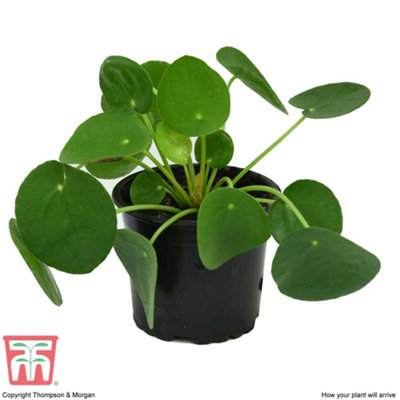 Pilea Peperomioides - Chinese Money Houseplant x 2 (11cm Pot)