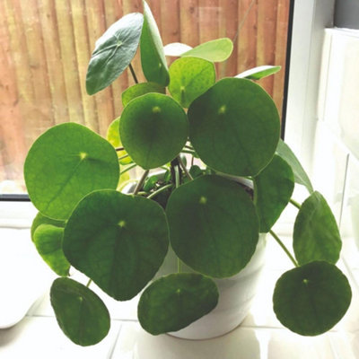 Pilea Peperomioides Chinese Money Plant 2x6cm Pots Easy Care Houseplant ...