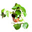 Pilea peperomioides 'Chinese Money Plant' in a 12cm Pot