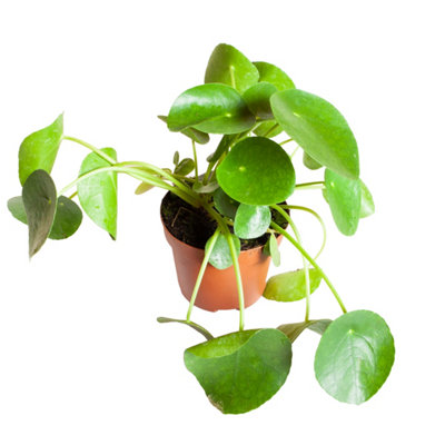 Pilea peperomioides 'Chinese Money Plant' in a 12cm Pot