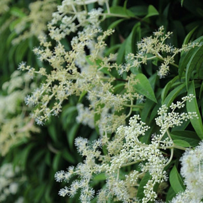 Pileostegia Climbing Hydrangea White Vine Climbing Plant 60cm Cane 2L Pot