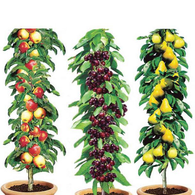 Pillar Fruit Trees (Set of 3) Apple, Pear & Plum Trees for Small Gardens & Patios - Self-Fertile & High-Yielding