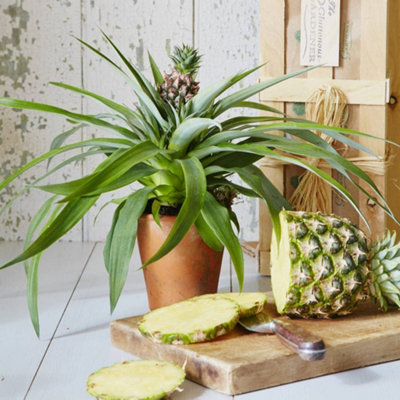 Pineapple Plant - Ananas Champaca in 14cm Pot - Bromelia Already in Fruit