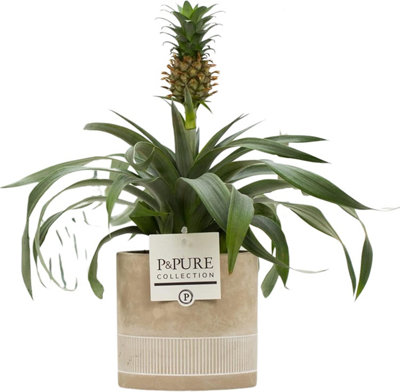 Pineapple Plant (Ananas) with Pot, Houseplant Real Indoor Plant for Office, Home, Bedroom, Kitchen and Living Room