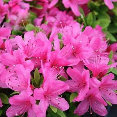 Pink Azalea Japonica Tree Trees for Small Gardens Border Patio Potted Plants Lollipop Stem Tree