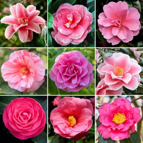 Pink Camellia Garden Plant - Elegant Pink Blooms, Compact Size (20-30cm Height Including Pot)