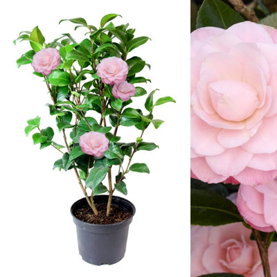 Pink Camellia Japonica Plant in 3L Pot - Spring Flowering Evergreen Shrub Ready to Plant - Ideal for Borders, Beds & Patio Pots
