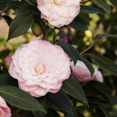 Pink Camellia Japonica Plant in 3L Pot - Spring Flowering Evergreen ...