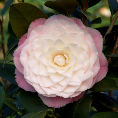 Pink Camellia Japonica Plant in 3L Pot - Spring Flowering Evergreen ...