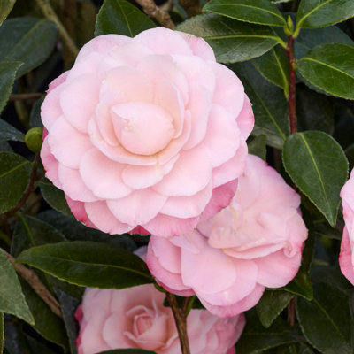 Pink Camellia Japonica Plant in 3L Pot - Spring Flowering