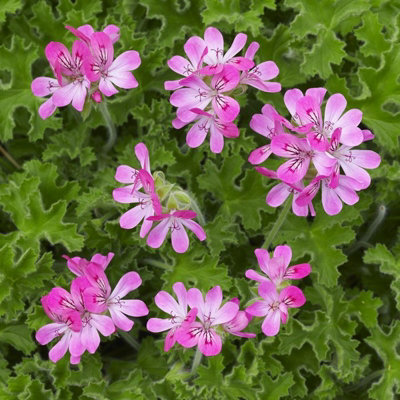 Pink Capitatum Scented Geranium - Pelargonium in 10.5cm Pot - Fragrant ...