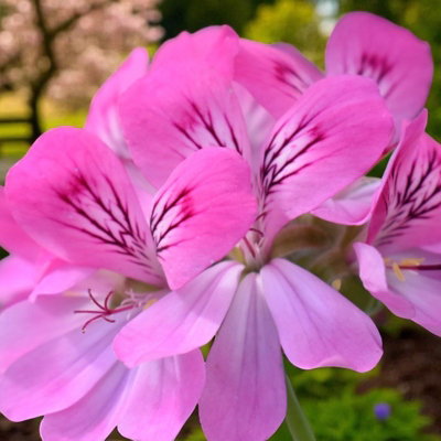 Pink Capitatum Scented Geranium - Pelargonium in 10.5cm Pot - Fragrant Foliage with Large Flowers in Summer & Autumn
