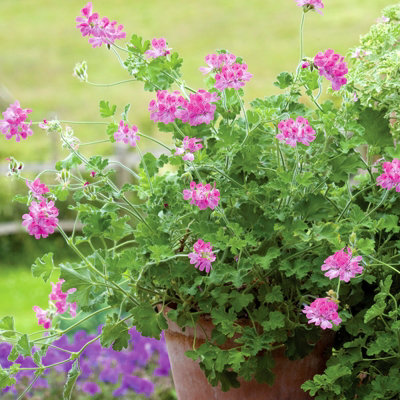 Pink Capitatum Scented Geranium - Pelargonium in 10.5cm Pot - Fragrant Foliage with Large Flowers in Summer & Autumn - 3