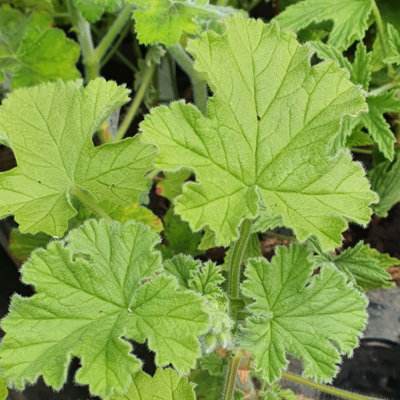 Pink Capitatum Scented Geranium - Pelargonium in 10.5cm Pot - Fragrant Foliage with Large Flowers in Summer & Autumn - 4