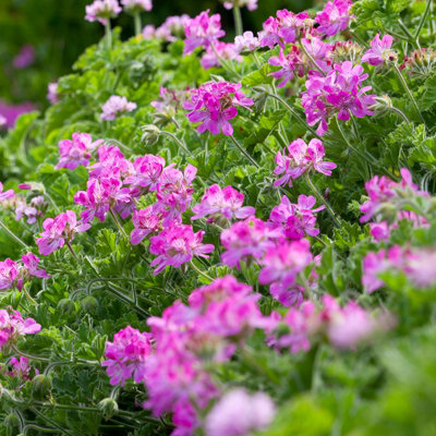 Pink Capitatum Scented Geranium - Pelargonium in 10.5cm Pot - Fragrant Foliage with Large Flowers in Summer & Autumn - 6
