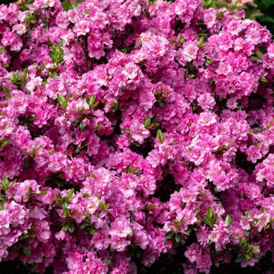 Pink Japanese Azalea (30-40cm Height Including Pot) - Delicate Pink ...