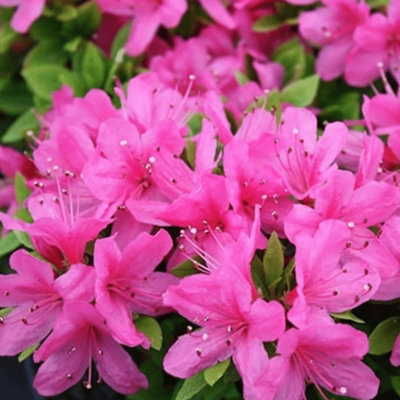 Pink Japanese Azalea (30-40cm Height Including Pot) - Delicate Pink ...