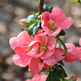 Pink Lady Flowering Quince Shrub Plant Chaenomeles x Superba 2L Pot