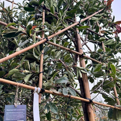 Pink Marble Pleached Tree with Staking Kit - 200cm Stem and 10cm Girth