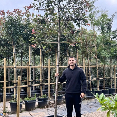 Pink Marble Pleached Tree with Staking Kit - 200cm Stem and 14cm Girth