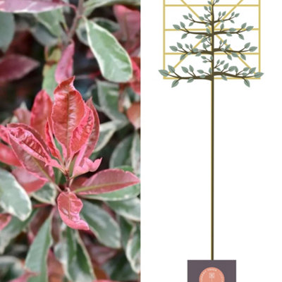 Pink Marble Pleached Tree with Staking Kit - 200cm Stem and 6cm Girth