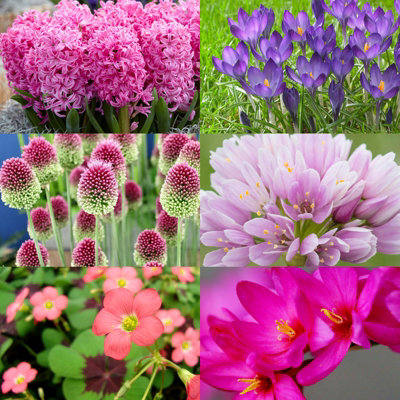 Pink Mixed Spring Bulb Collection - 50 Spring Summer Flowering Perennial Bulbs - UK Hardy - Grow in Beds, Borders & Patio Pots