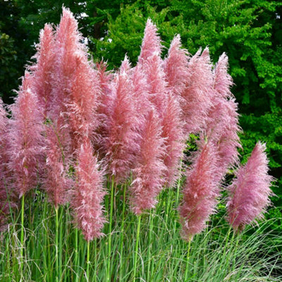 Pink Pampas Grass, Cortaderia selloana Rosea in 3L Pot | DIY at B&Q