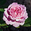 Pink Rose Bush - Countess Marie Henriette