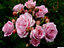 Pink Rose Bush - Countess Marie Henriette