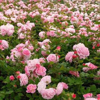 Rosa Marie Henriette
