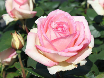 Pink Rose Bush - Souvenir de Baden Baden