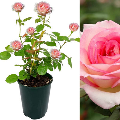 Pink Rose Bush - Souvenir de Baden Baden