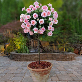 Pink Rose Bushes x 2 - Pair of Standard Roses - Bare Root, 60cm Tall, Ready to Plant in UK Gardens