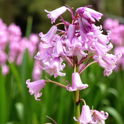 Pink Spanish Bluebell 60 x Spring Bulbs - Spring Flowering Perennials