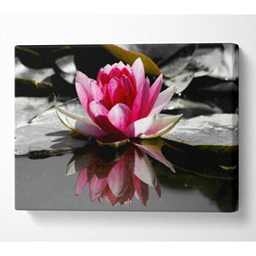 Pink Water Lily Reflections B N W Canvas Print Wall Art - Medium 20 x 32 Inches