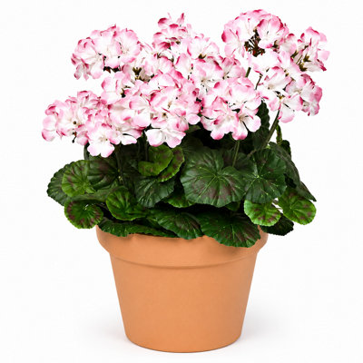 Pink & White Geranium Terracotta Patio Planter 50cm/20in