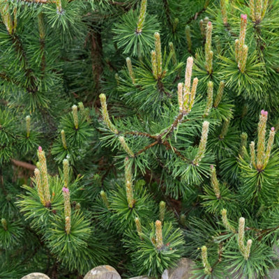 Pinus Mugo Mughus Compact Hardy Evergreen Garden Pine Conifer Shrub ...